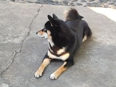 -柴犬高等学院·狗咖·柴犬售卖·宠物训练