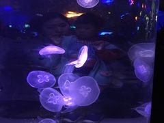 -泉城欧乐堡海洋极地世界