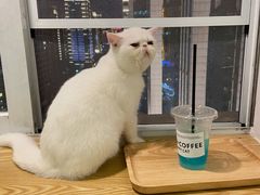 -Heymao猫咖.咖啡厅(东门店)
