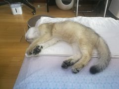 -猫大福·Fortune Cat猫舍(百子湾店)