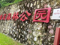 -王借岗森林公园