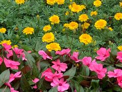 -大兴滨河森林公园