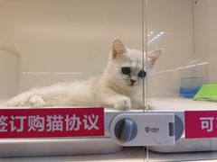 -lincat·猫舍(广州店)