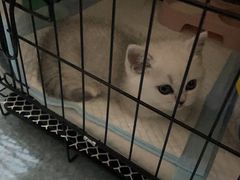 -欣宠猫屋·矮脚拿破仑·蓝金金渐层