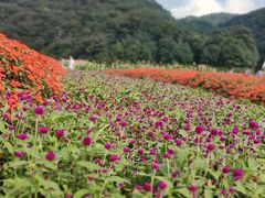 -广州市石门国家森林公园