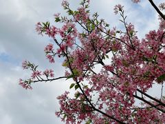 -天适樱花悠乐园