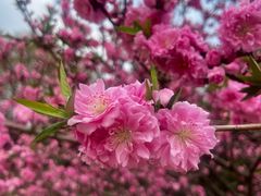 -北京西山国家森林公园