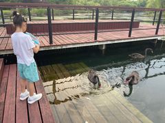 -苏州金鸡湖大酒店