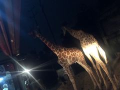 -清迈夜间动物园