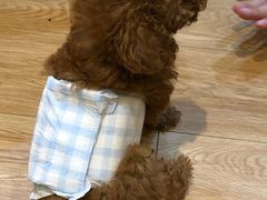 -Pets First伊珊娜洗护·精致美容·家庭式寄养(新会路店)