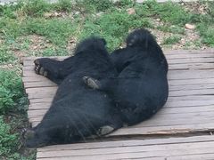 -大连森林动物园