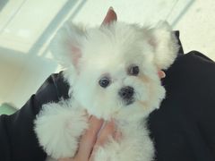 -帕帕拉兹宠物(亚洲旗舰店)