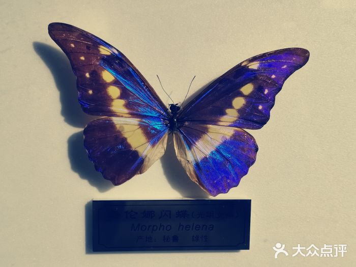 上海昆虫博物馆图片