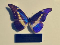 -上海昆虫博物馆