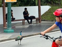 -圣淘沙天际线斜坡滑车