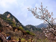 -大岭沟猕猴桃谷风景区