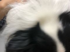 -爱侣宠医·鹦鹉专科·小型哺乳类·异宠专科(灵石路店)