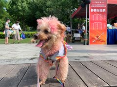 -南翔镇银翔湖公园