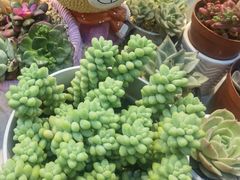 -双季花艺园艺市场(浦东店)