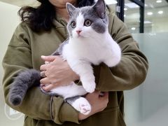 -艾贝尔宠物诊疗