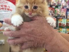 猫语时光咖啡书吧-小时光咖啡馆(开森度假森林店)