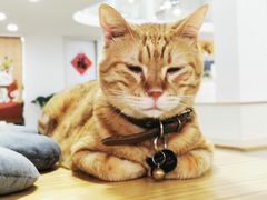 -李小姐の猫咖啡馆(五角场店)