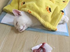 -乐派堂宠物医院·猫友好· 心脏科(东街店)