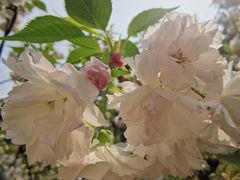 -天适樱花悠乐园