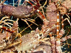 -田园肥牛鲍鱼先生(新北店)