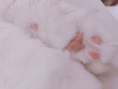 -喵园·猫主题咖啡厅·撸猫·猫咖(国贸店)