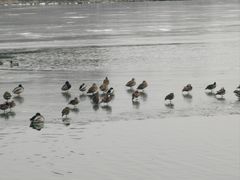-峨嵋酒家(地安门店)