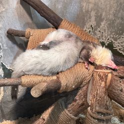 -Zoolung Zoolung动物主题公园(海信广场店)