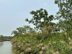 -大湾区中央湿地公园