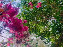 -呀路古热带植物园