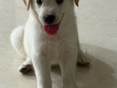 -宠颐生宠物医院·骨外科·犬猫全科诊疗中心(池州店)