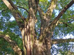 -鹅岭公园瞰胜楼