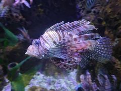 -太平洋海底世界