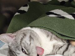 -艾吉宠物医院·疑难杂症转诊中心·猫友好(碧江路院)