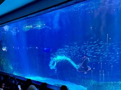 -海合安成都极地海洋公园