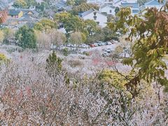 -香雪海