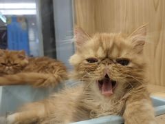 -屋虎猫馆(宝安大仟里店)