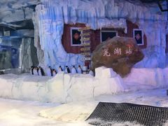 -芜湖新华联大白鲸海洋公园