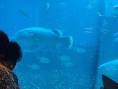 -海棠湾洲际-涛·海底餐厅·美人鱼·自助餐·海底隧道