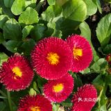 要少放盐,因为后来还要用辣酱拌饭