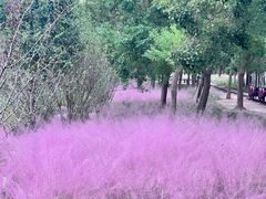 -柳鹭田园区