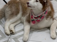 -星多哈·狗咖·拼豆·咖啡