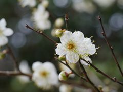 -广州市流溪河国家森林公园