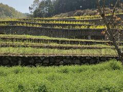 -桑洲油菜花景区