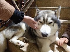 -more than meow吴止猫主题餐厅(承德 中船汇店)