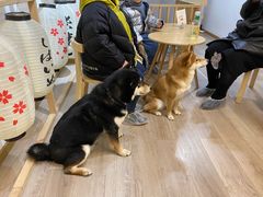 -柴迷FANS CLUB·柴犬狗咖·猫咖